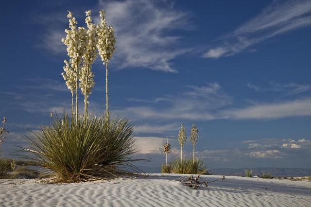 072 White Sands National Monument.jpg
